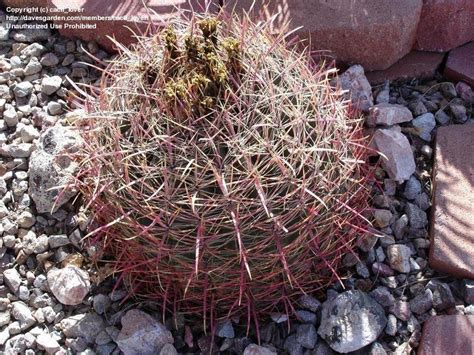 What are the adaptations that a barrel cactus has to survive in the mojave desert. PlantFiles Pictures: California Barrel Cactus, Compass ...