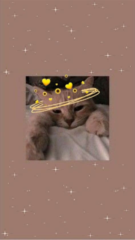 Pin By ªmoonª On Chaaaat Cute Tumblr Wallpaper Funny Cat Wallpaper