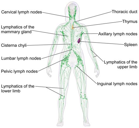 Lymph Cells And Tissues Boundless Anatomy And Physiology