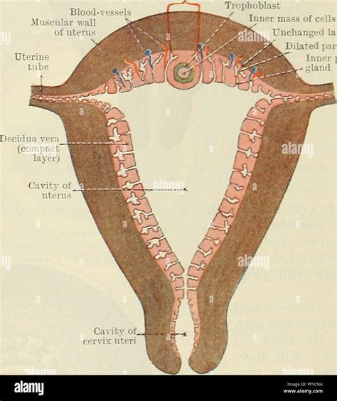 Uterine Wall High Resolution Stock Photography And Images Alamy