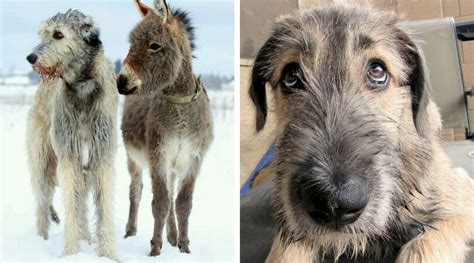 10 Interesting Facts About Irish Wolfhounds Pet Reader