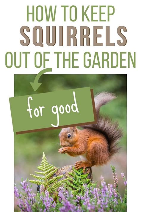 How To Keep Squirrels Out Of The Garden For Good Get Rid Of Squirrels