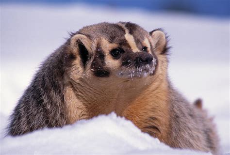 American Badger In Snow Taxidea Taxus Photograph By Nhpa