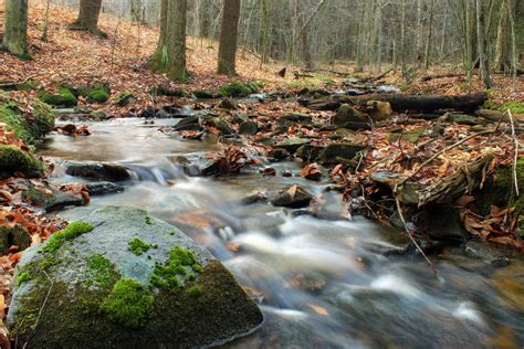 Free Picture Water Stream Ecology Forest Nature Wood River Leaf