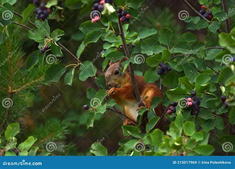 Squirrel Eating Berries On A Tree Stock Image Image Of Berry