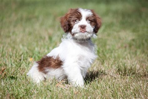 It is a kind, adventurous breed which shows a large measure of independence. Brittany Spaniel Miniature Poodle Goldenacresdogs Com | Dog Breeds Picture