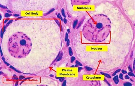 Animal cell seen under light microscope. Last week's #MysteryAnatomy structure was the #Nucleolus ...