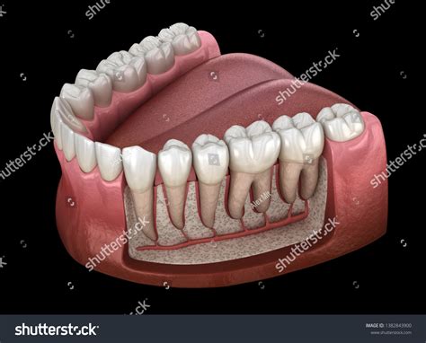 Dental Root Anatomy Mandibular Human Gum Stock Illustration 1382843900