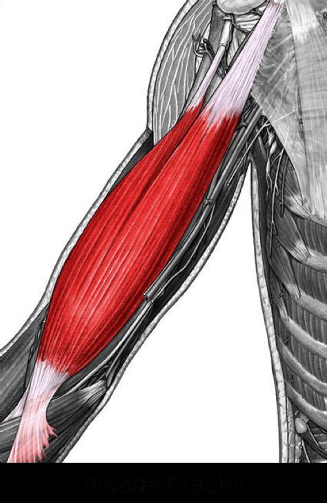 The Biceps Brachii Muscle Of The Month Biceps Muscle Yoga Anatomy