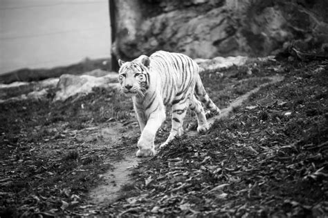 White Big Tiger Bleached Tiger In Autumn Park Laying And Walk Close