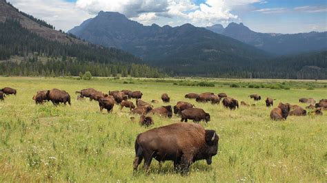 Watch Yellowstone Bison On The Loose