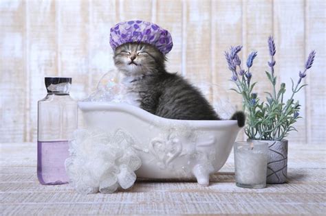 How To Bathe A Kitten Cuteness