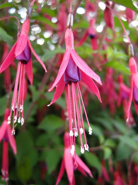 10 Amazing Pictures That Prove The Hummingbird Fuchsia Have One Of The