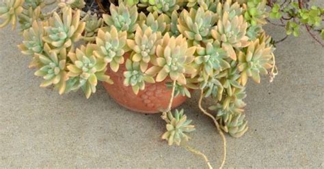Obtaining the seeds from tropical varieties of cactus can be different than obtaining the seeds from a desert if the soil you use for planting hasn't been pasteurized (it should say whether or not on the. How To Make Your Own Succulent Soil (With Recipe ...