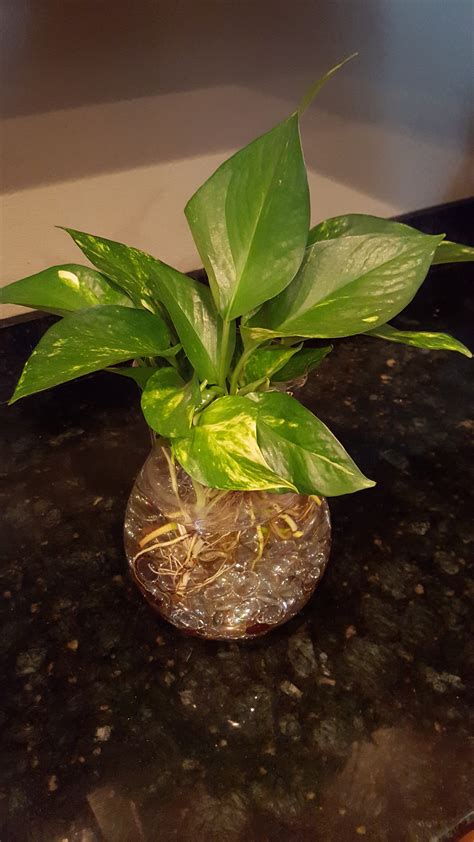 Propagating pothos cuttings in soil. How to Reroot a Pothos Plant in Water: 6 Steps - wikiHow