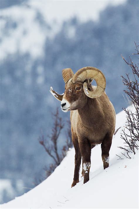 Rocky Mountain Bighorn Sheep Photograph By Ken Archer Fine Art America