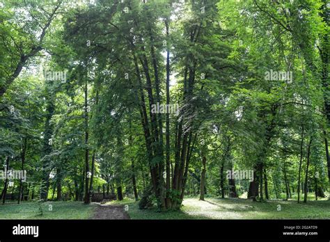 Multiple Trunks Tree Multi Trunks Tree Or Multi Stem Tree In A Forest