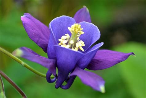 Raccolta dettagliata di informazioni sulle principali varieta' di fiori coltivati nei nostri giardini. Nomi di fiori viola - Significato fiori - Nomi di fiori ...