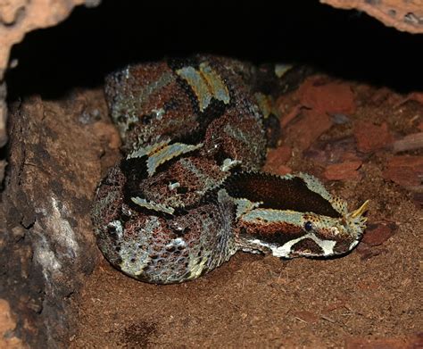 Rhinoceros Viper Facts And Pictures Reptile Fact