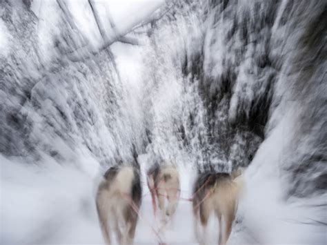 Dashing Through The Snow — Husky Sledding In Finnish Lapland Maho On