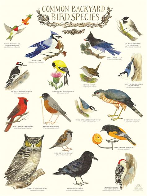 Common Backyard Bird Species Infographic Poster By Diana Sudyka Bird
