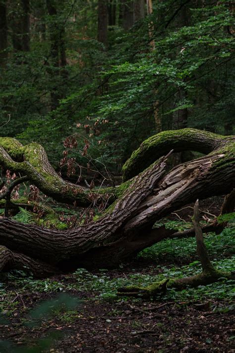 Forest Mystical Nature Landscape Mood Secret Mysterious Dark