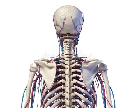 Human Torso Anatomy Skeleton With Veins And Arteries Back View Stock