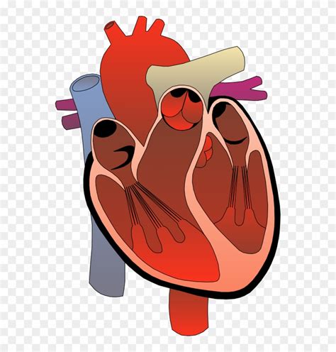 Image Of Anatomy Clipart Human Heart Transparent Background Free Transparent PNG Clipart