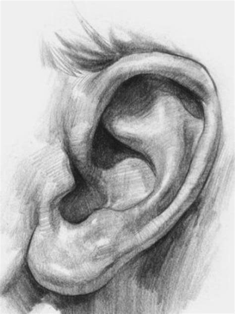 Ear Drawing In 2020 How To Draw Ears Portrait Drawing Face Drawing