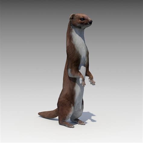 3d Weasel Model Turbosquid 1184225