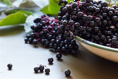 Eight Tasty Berries You Can Find In The Wild Popular Science