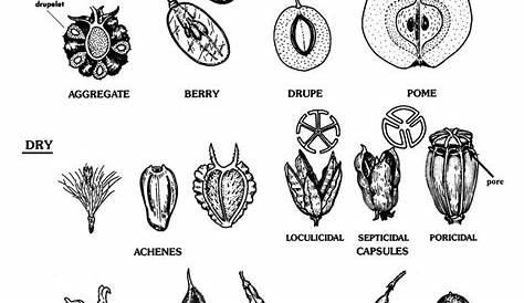 Fruit Types | Botany, Biology plants, Tree identification
