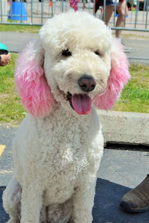 Pink Poodle Dog Love Pink Poodle Dogs
