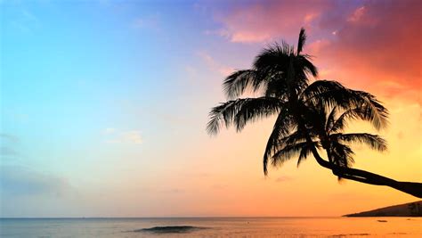 4k Incredible Sunset Tropical Beach Palm Tree Sunset