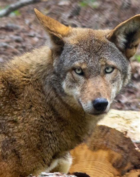 Resident Red Wolf Archives Carolina Tiger Rescue