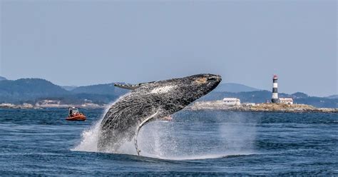 Victoria 3 Hour Zodiac Whale Watching Tour Getyourguide