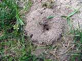 Photos of Ant Control For Yard