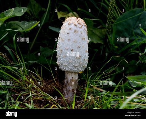 Young Shaggy Ink Cap Mushroom Growing In Tall Grass Choice Edible