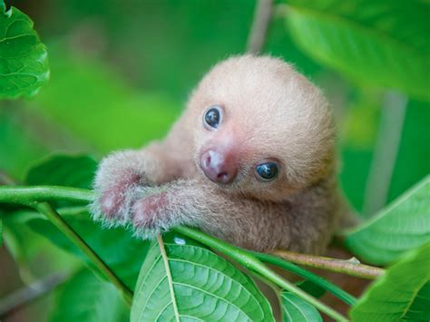 A Woman Who Dedicated Her Life To Saving Sloths Opened An Adorable Baby