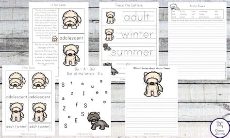 Arctic Fox Life Cycle Printable Pack Simple Creative Learning Vlrengbr