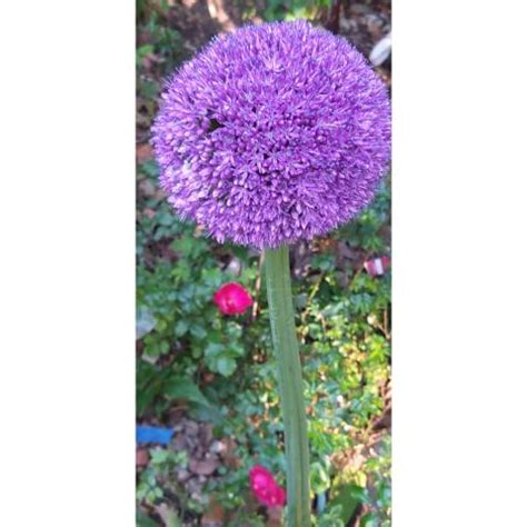 Allium Ambassador Ail d ornement géant à grosses fleurs violet lilas