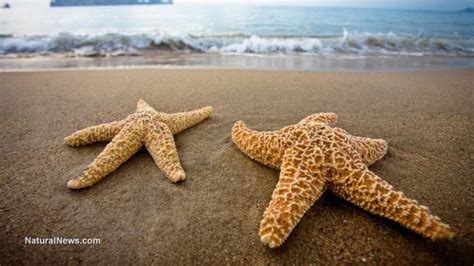 Whats Killing All The Sea Stars Along The West Coast