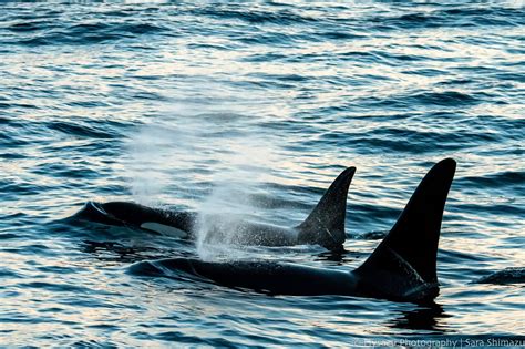 Annual Census For Southern Resident Orcas Puts Population At Only 73