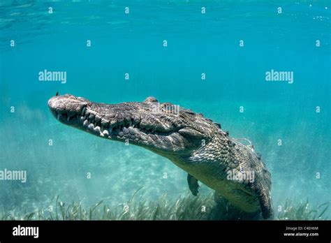 A Cuban Crocodile Rests Underwater Off The Coast Of Cuba Stock Photo