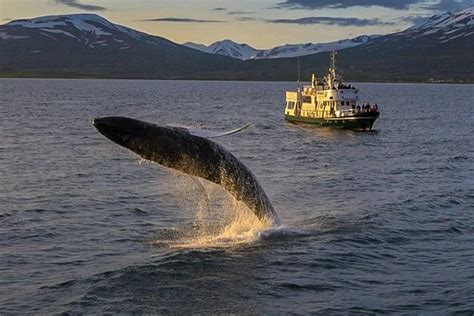 Whale Watching From The Heart Of Akureyri Triphobo