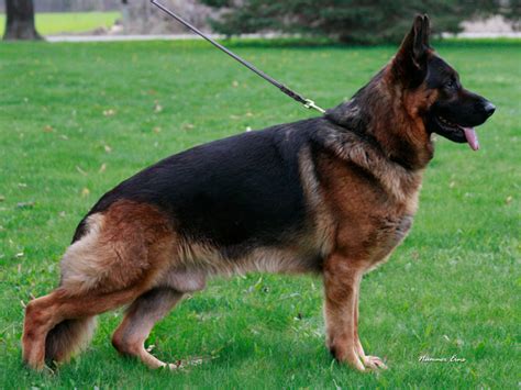 Breeders of excellent quality german shepherds in virginia | healthy red black german shepherd puppies for sale in virginia, virginia german shepherds, german shepherd breeders in virginia. Puma von Nummer-Eins | German Shepherd stud Dog | German ...