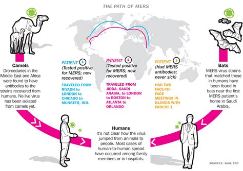 Mers Life Cycle