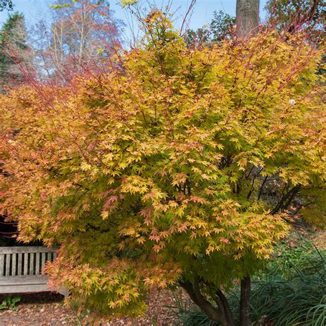 Coral Bark Japanese Maples For Sale