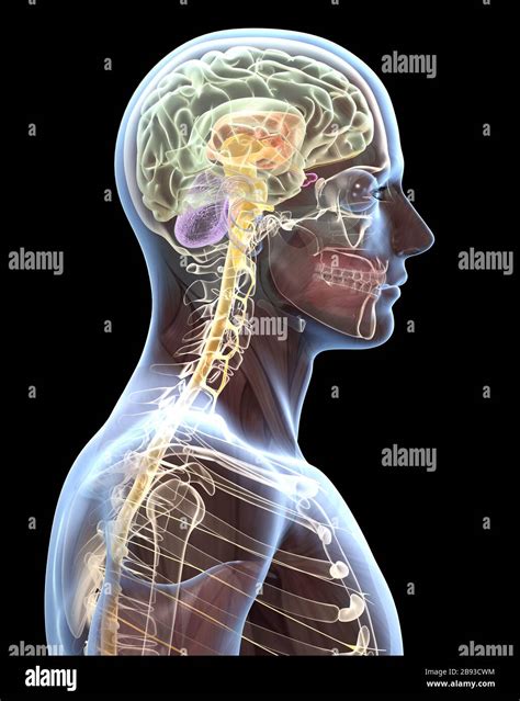 Transparent Human Brain Of A Man With Spinal Cord And Spine Medical 3d