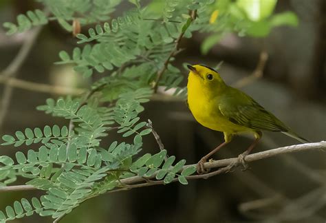 The heart of sabino canyon is sabino creek, a gurgling brook that originates on. Wilson's Warbler